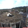 08_45-nest.jpg