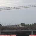 08_50-mast.jpg