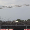 08_55-mast.jpg