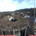 08_55-nest.jpg