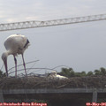 09_00-mast.jpg