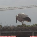 09_05-mast.jpg