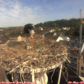 09_05-nest.jpg