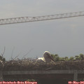 09_10-mast.jpg