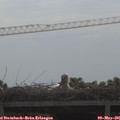 09_15-mast.jpg