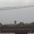 09_30-mast.jpg
