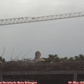 09_35-mast.jpg