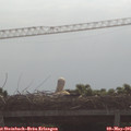 09_40-mast.jpg