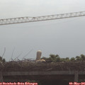 09_45-mast.jpg