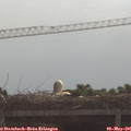 09_50-mast.jpg