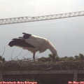 09_55-mast.jpg