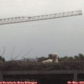 10_10-mast.jpg