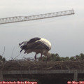 10_35-mast.jpg