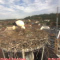 10_35-nest.jpg