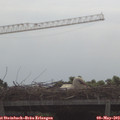 10_40-mast.jpg