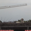 10_45-mast.jpg
