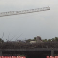 10_50-mast.jpg