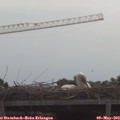 10_55-mast.jpg