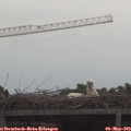 11_00-mast.jpg