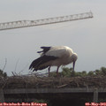 11_30-mast.jpg