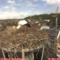 11_35-nest.jpg