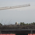 11_45-mast.jpg