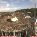 11_45-nest.jpg