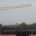 11_50-mast.jpg