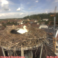 11_50-nest.jpg
