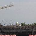11_55-mast.jpg