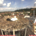 11_55-nest.jpg