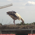 12_00-mast.jpg