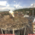 12_05-nest.jpg