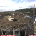 12_20-nest.jpg
