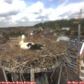12_25-nest.jpg