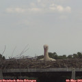 12_35-mast.jpg