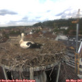12_35-nest.jpg