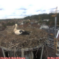 12_40-nest.jpg