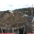 12_45-nest.jpg
