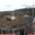 12_50-nest.jpg