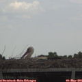13_05-mast.jpg