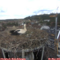 13_05-nest.jpg