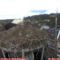 13_15-nest.jpg
