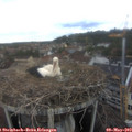 13_20-nest.jpg