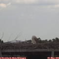 13_35-mast.jpg