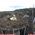 13_35-nest.jpg