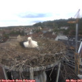 13_40-nest.jpg