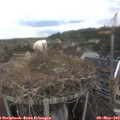 13_50-nest.jpg