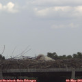 13_55-mast.jpg