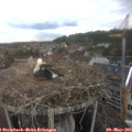 13_55-nest.jpg